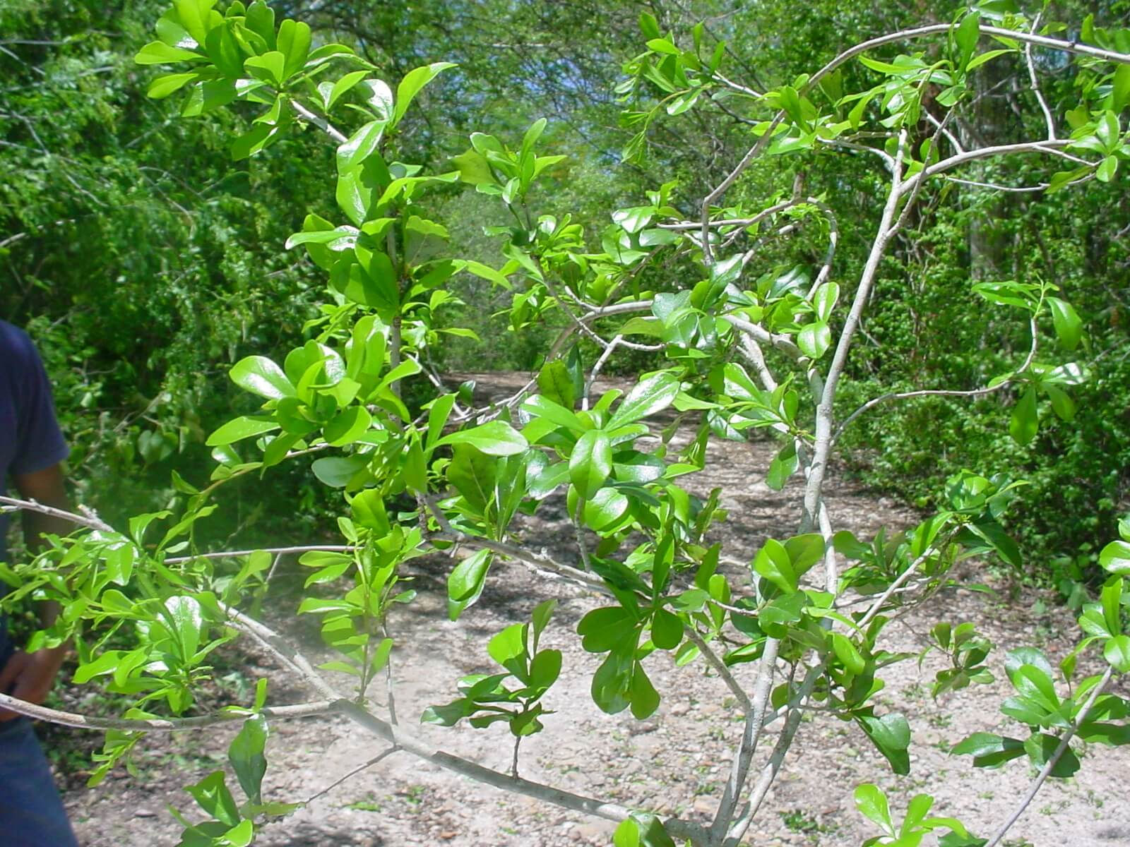 Diospyros anisandra